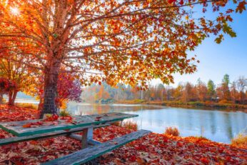 Autumn fall maple tree foliage autumn leaves sun light body 1920x1080 59081.jpg